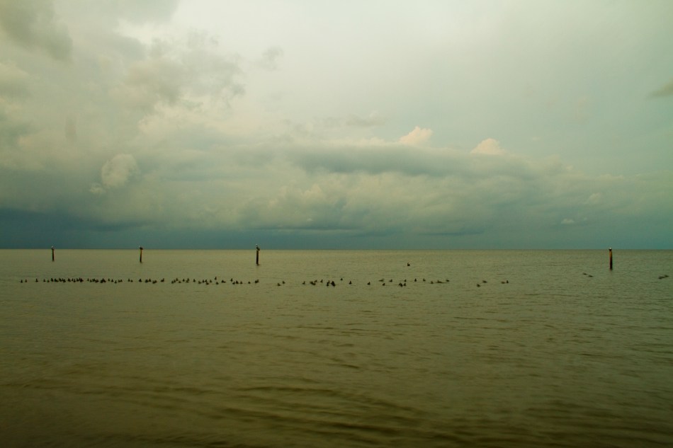 Pelicans perch on posts while ducks swim in a large flock in Lake Pontchartrain, Lakeshore/Lake Vista, New Orleans, Louisiana