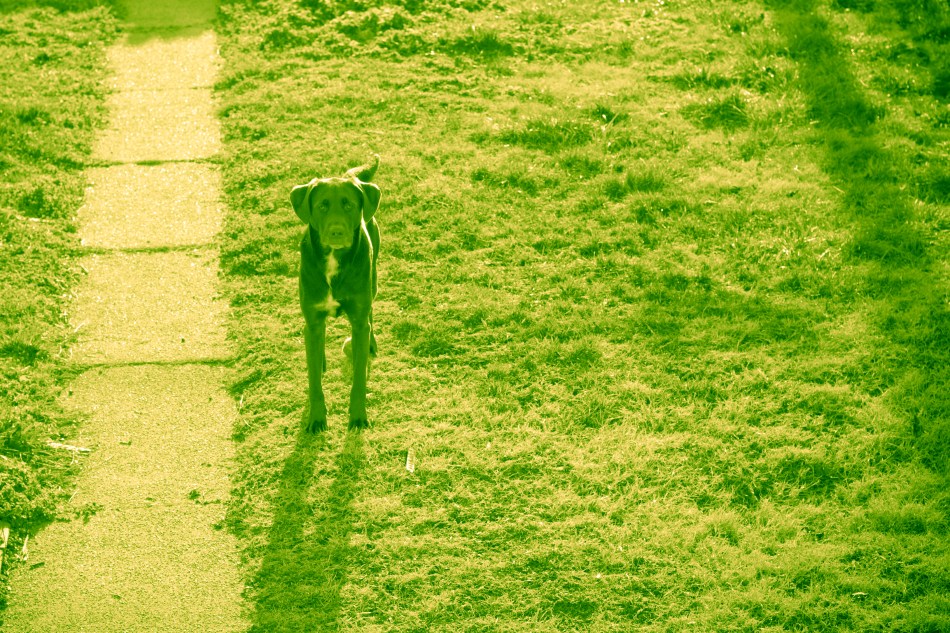 A dog (chocolate lab pit bull mix) looking into the camera