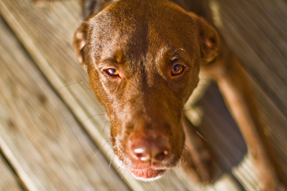 A brown dog (chocolate lab pit bull mix) looking into the camera