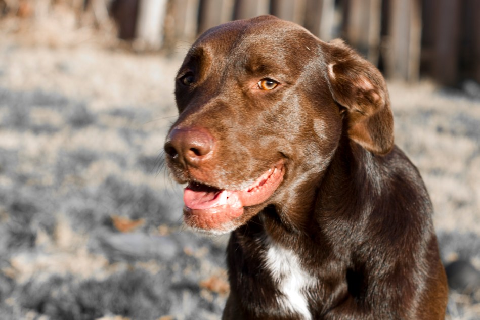 A brown dog (chocolate lab pit bull mix) appearing to smile