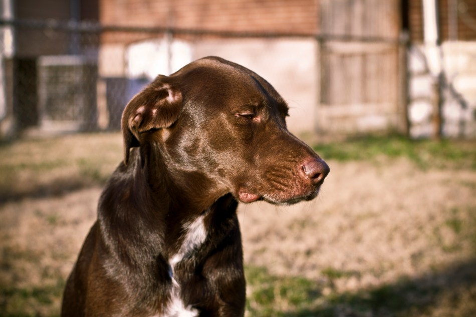 A brown dog (chocolate lab pit bull mix)