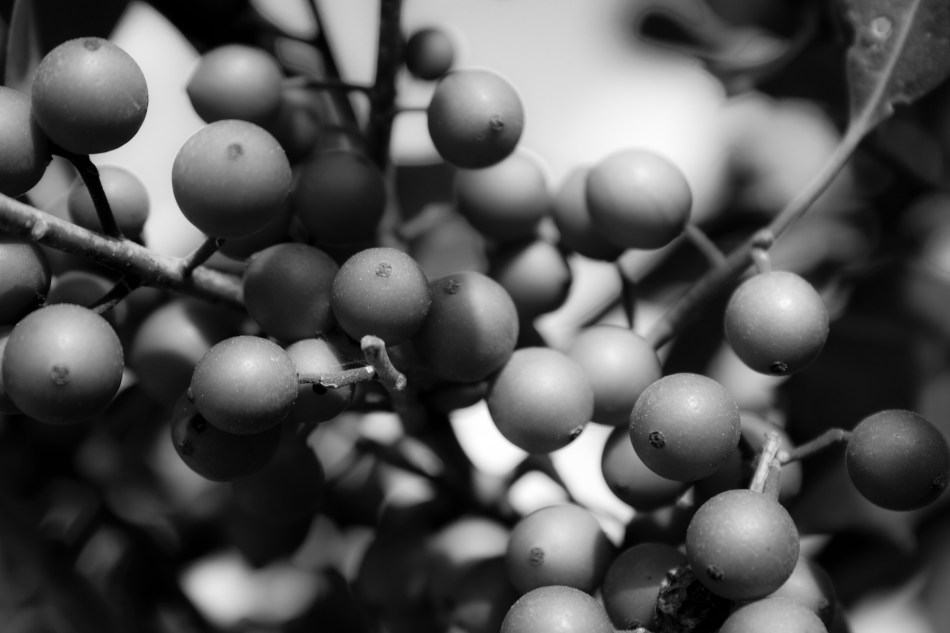 Macro shot of some berries