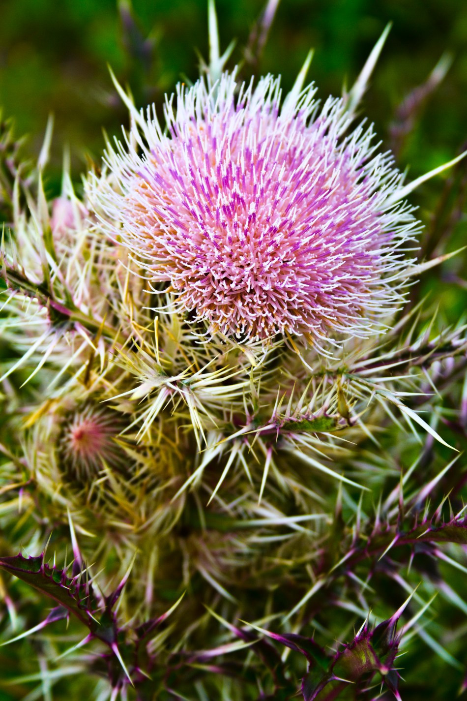 An exotic flower growing in City Park, New Orleans, LA.