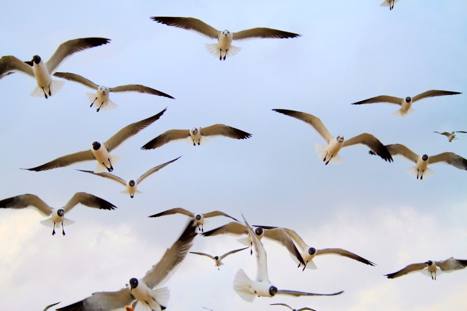 Seagulls flying in New Orleans, LA near Lake Ponchartrain