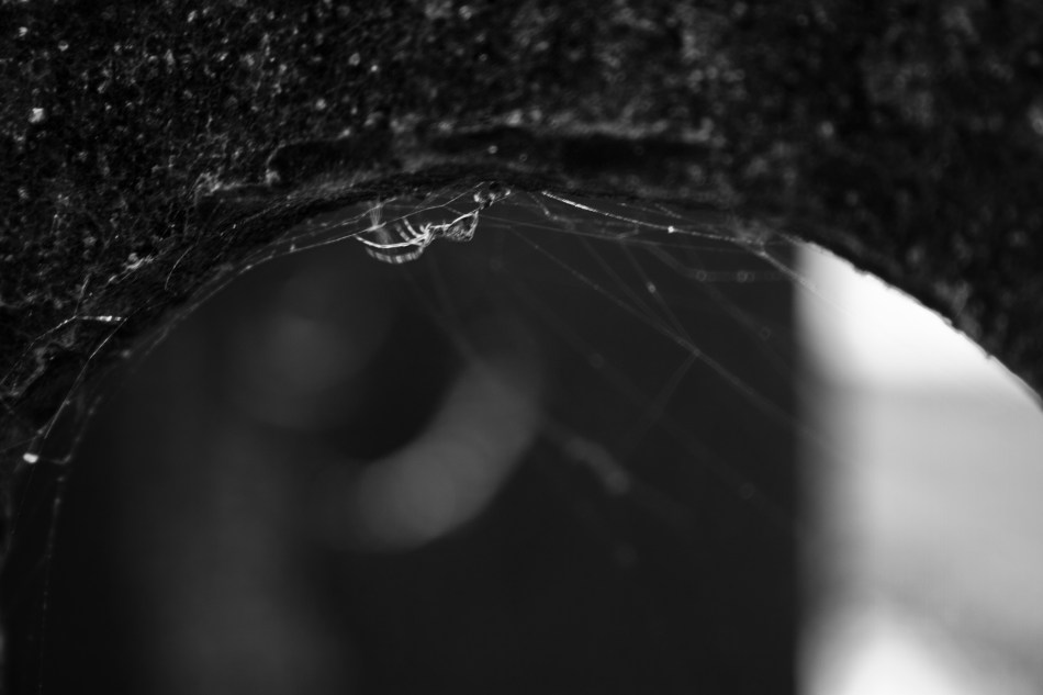 A very small spider and an even smaller bug in its web.