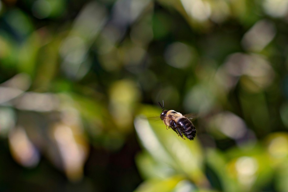 A bumblebee in mid-flight