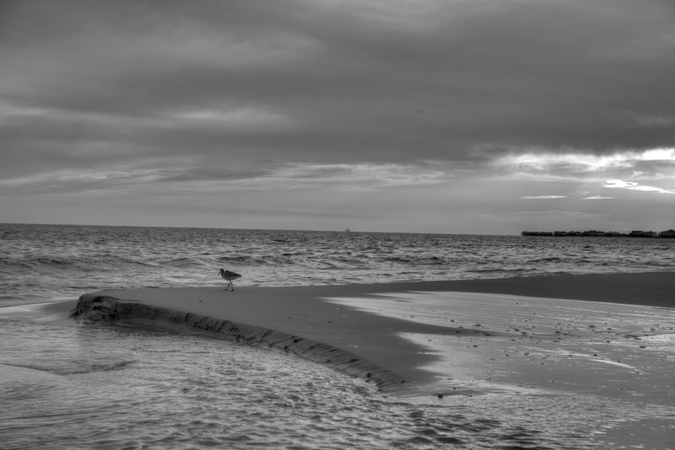 A lone seabird standing on the beach of Dauphin Island, AL