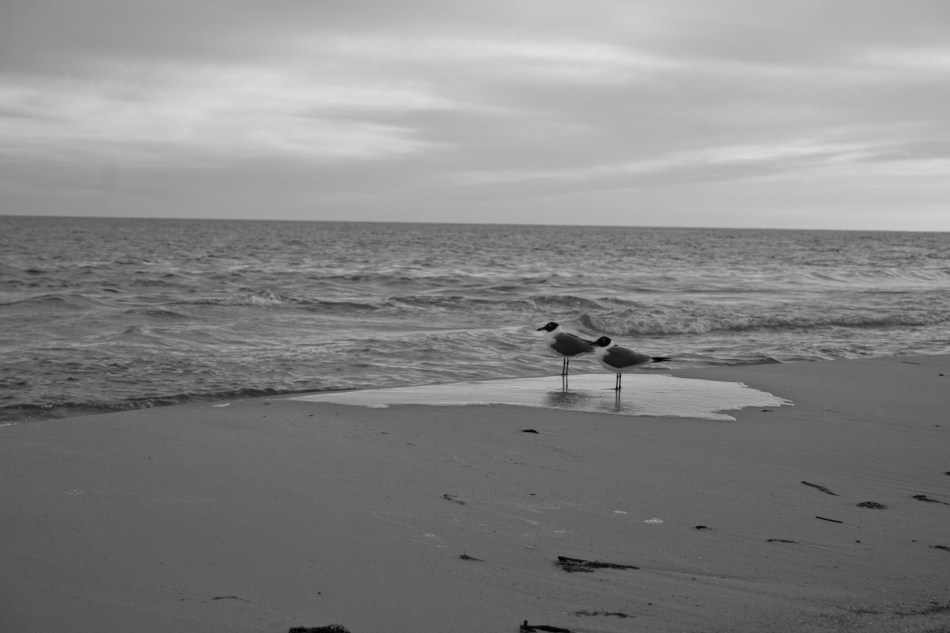 Two seagulls standing on the beach in Dauphin Island, AL