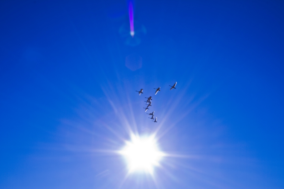A gaggle of Canadian Snow Geese migrate South while passing in front of the sun.