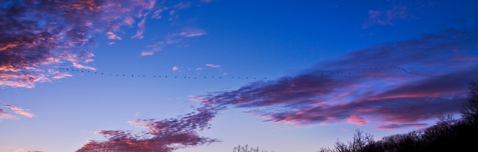 A large flock of birds migrates over Grafton, Illinois with a view of some purple clouds.