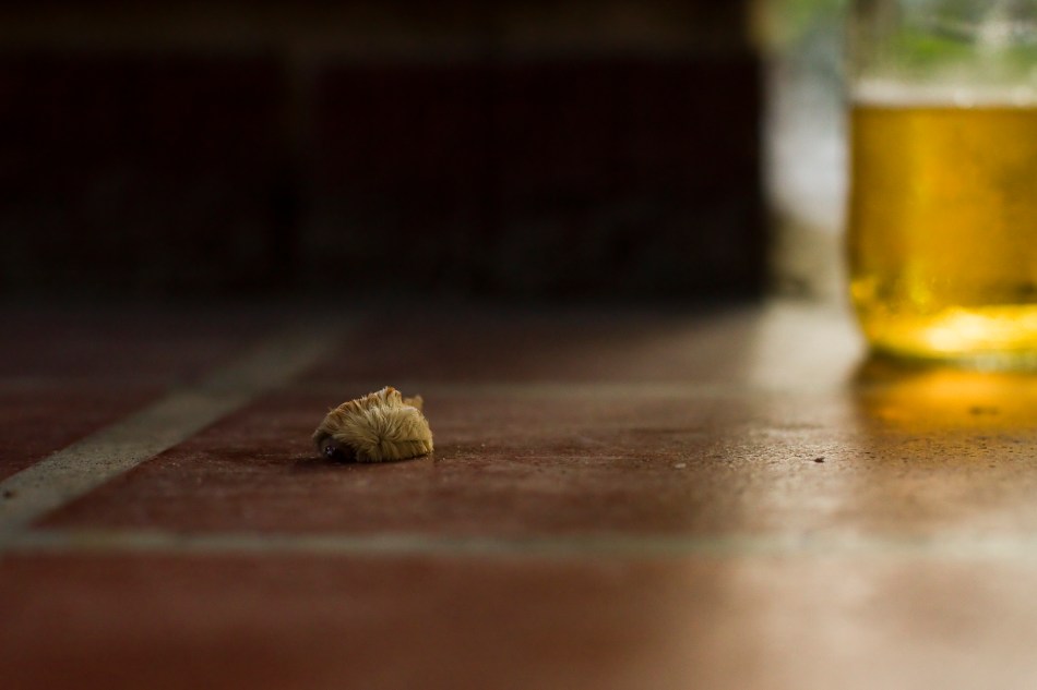 A close-up of a small furry caterpillar on a brick porch. bgpiperphotography.com