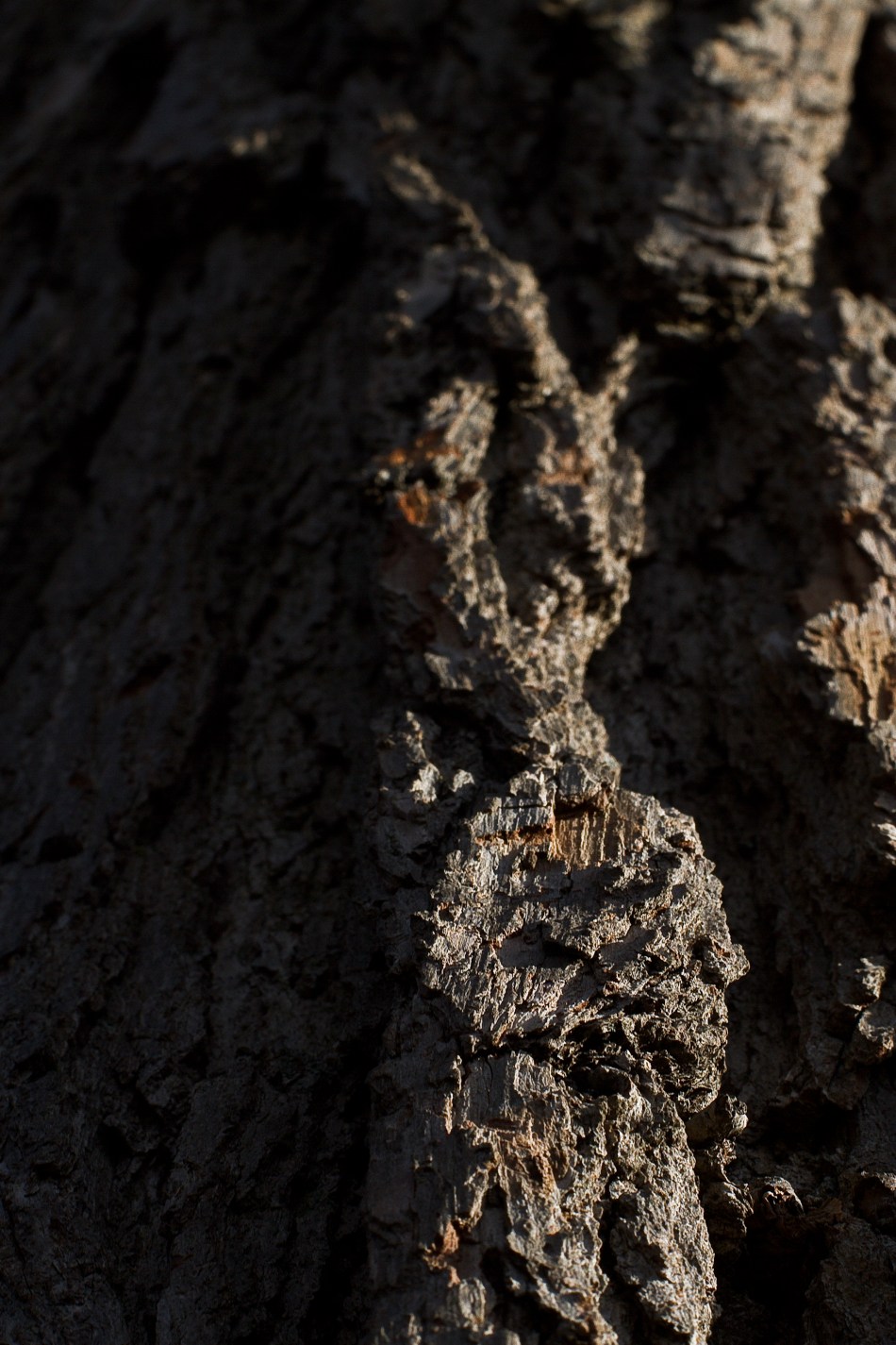A closeup of tree bark in high contrast. Photo by Braden Piper bgpiperphotography.com