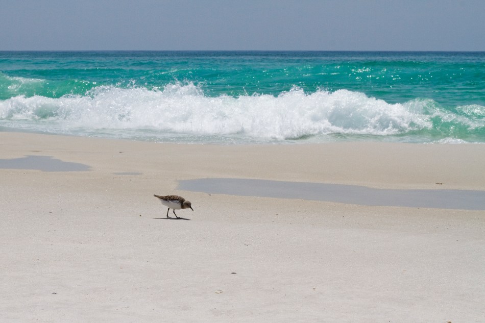 An image of a small seabird in front of waves of the Gulf of Mexico on Navarre Beach in Florida. Photo by Braden Piper bgpiperphotography.com